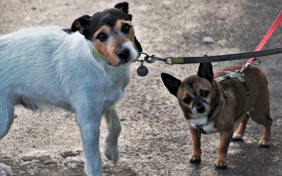 3 nezbytné dovednosti každého psa – umí je ten váš?