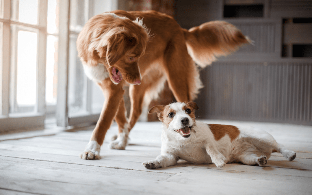 Nový přírůstek do rodiny – jak na bezproblémové soužití štěněte se stávajícím psem?