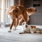 Nový přírůstek do rodiny – jak na bezproblémové soužití štěněte se stávajícím psem?